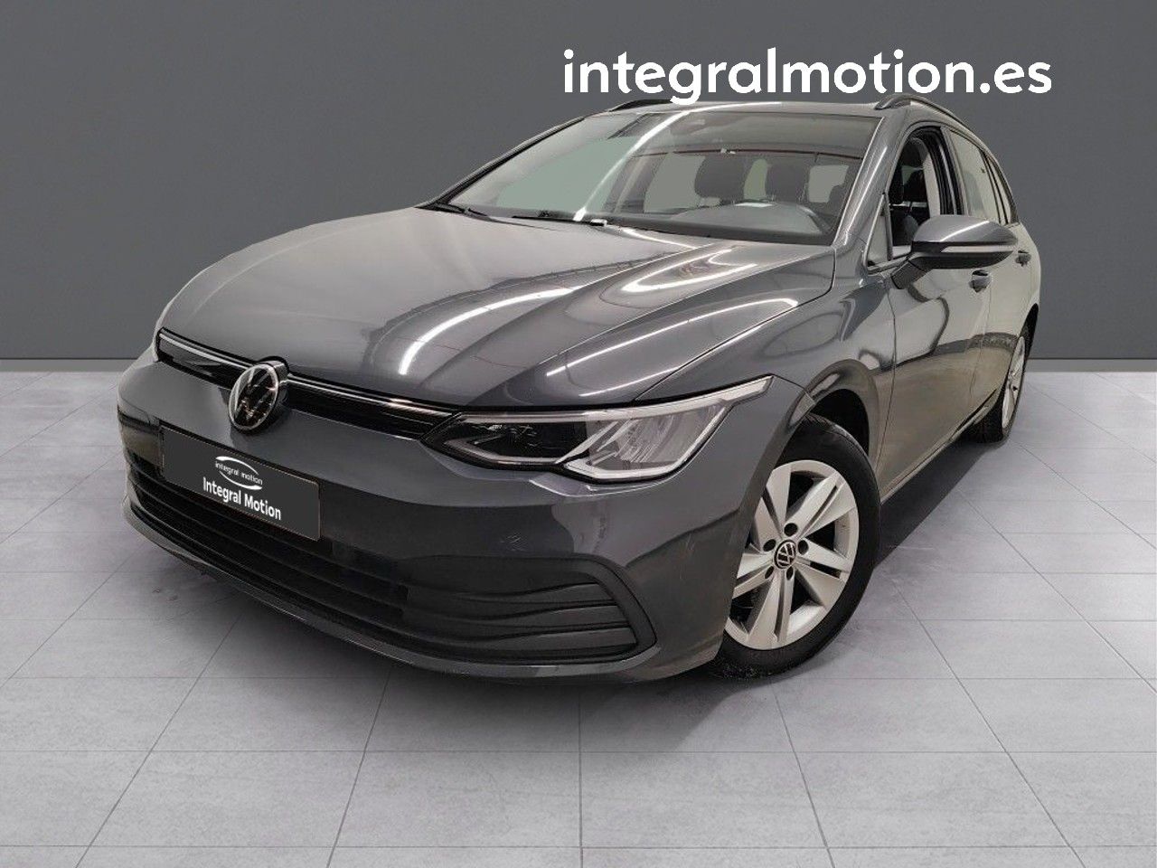 Loro gris africano en casa  - volkswagen golf 2021 /