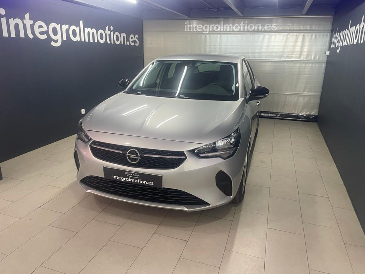 Loro gris africano en casa  - opel corsa 2023 /