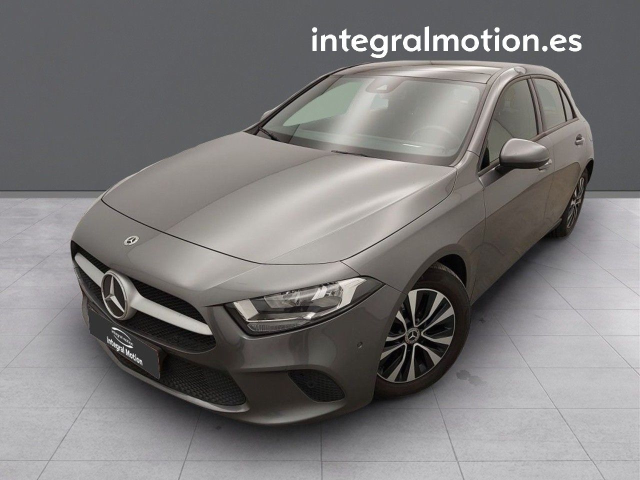 Loro gris africano en casa  - mercedes clase a 2021 /