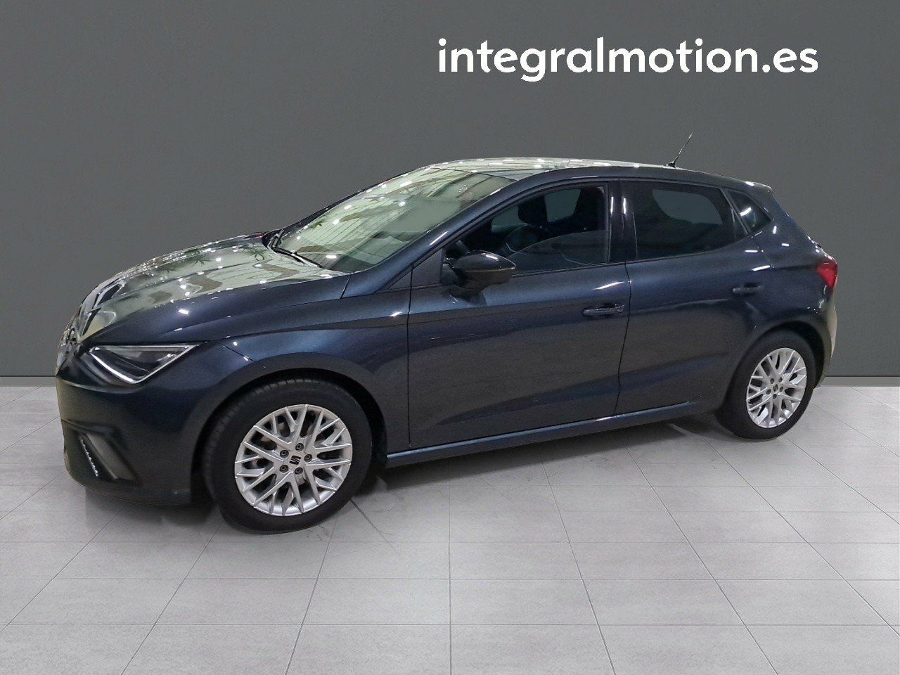 Loro gris africano en casa  - seat ibiza 2024 /